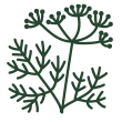 Plantes vivaces