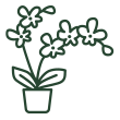 plantes d'intérieur