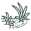 Plantes aquatiques