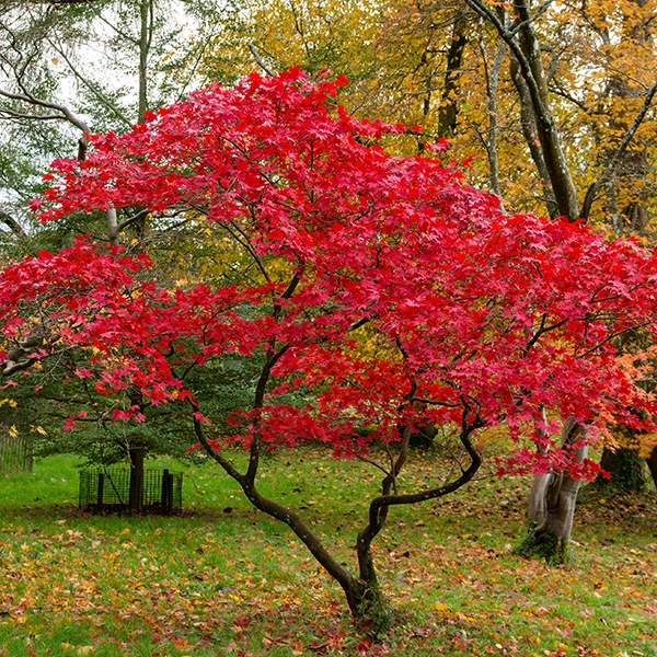 Un arbre avec des feuilles rouges vibrantes en automne, entouré d'autres arbres avec des feuilles jaunes et vertes. L'arbre est situé dans un parc ou un jardin avec de l'herbe verte et des feuilles tombées au sol.