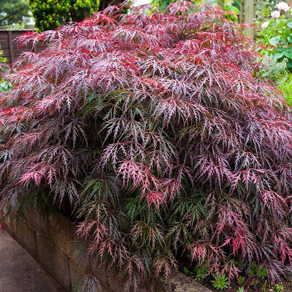 Un arbuste avec des feuilles fines et délicates, présentant des nuances de rouge, de rose et de vert. L'arbuste est planté dans un jardin, avec des branches qui s'étendent de manière dense et touffue.