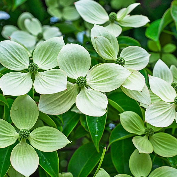 Fleurs blanches en forme d'étoile avec des centres verts, entourées de feuilles vertes. Les fleurs sont en pleine floraison, avec des pétales délicats et des étamines visibles.
