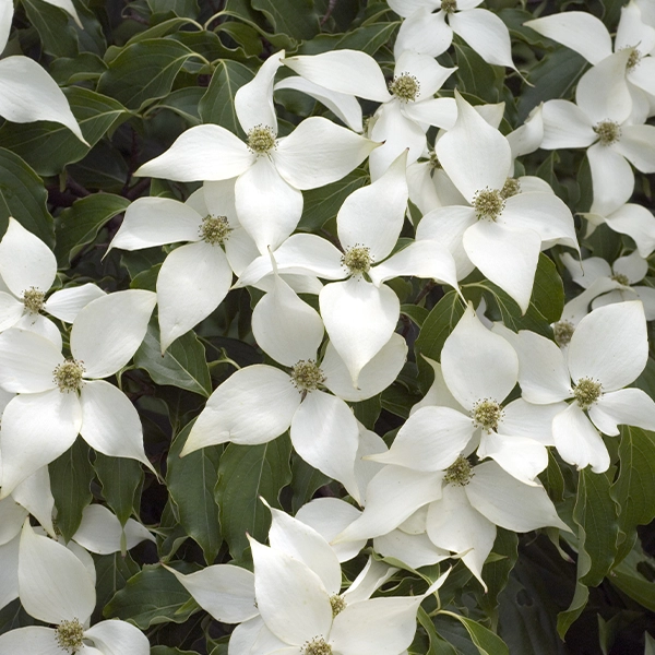 Fleurs blanches en forme d'étoile avec des centres verts, entourées de feuilles vertes. Les fleurs sont en pleine floraison, avec des pétales délicats et des étamines visibles.