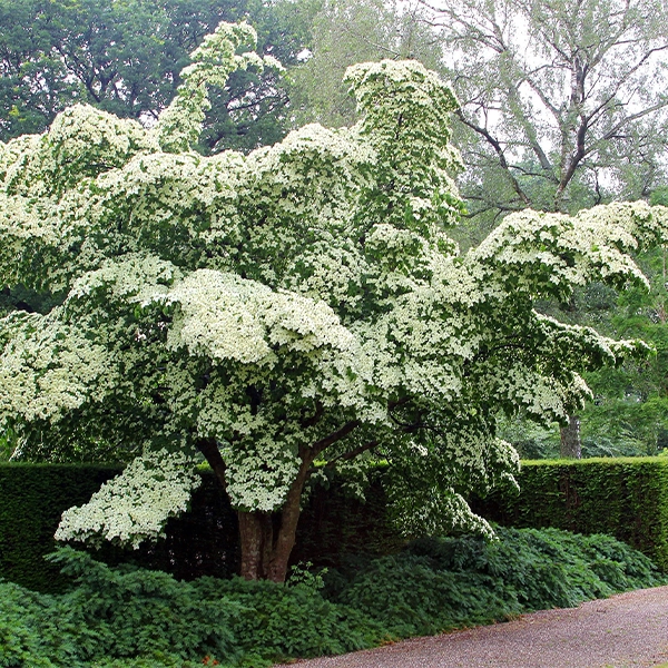 Un grand arbuste ou petit arbre avec des fleurs blanches en grappes, entourées de feuilles vertes. L'arbuste est situé dans un jardin ou un parc, avec des haies taillées en arrière-plan.