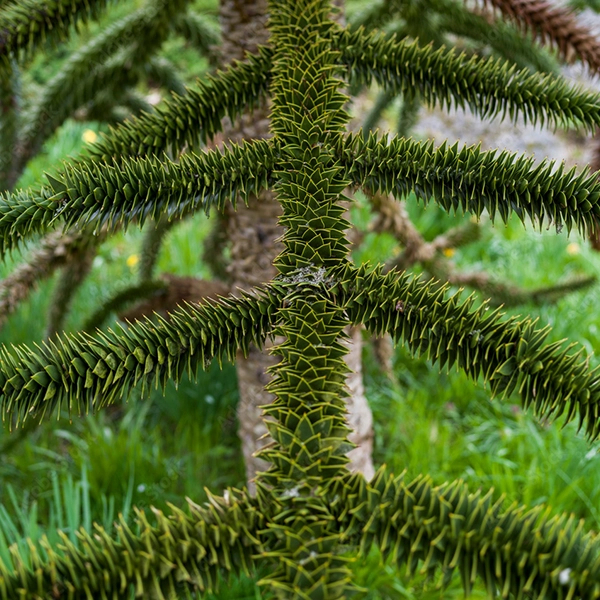 Araucaria