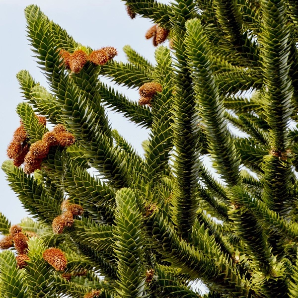Branches d'un conifère avec des aiguilles vertes et des bourgeons bruns. Les bourgeons sont en train de s'ouvrir, montrant une nouvelle croissance sur les branches.