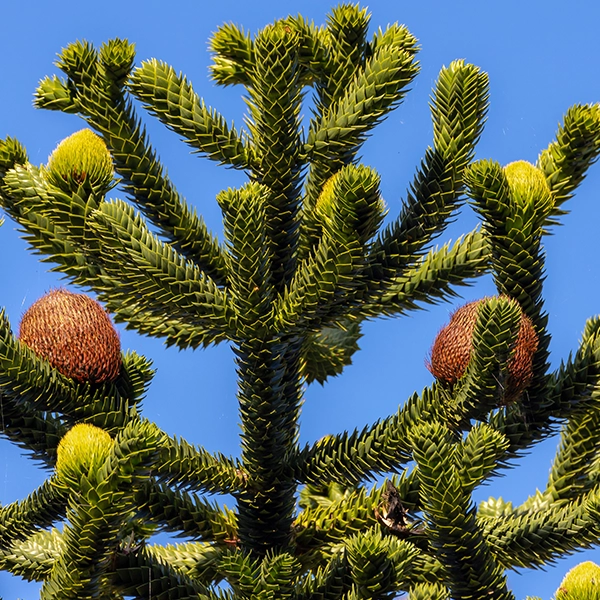 Branches d'un arbre avec des feuilles en forme d'aiguilles vertes et des cônes de différentes couleurs, dont certains sont rouges et d'autres jaunes. L'image montre un ciel bleu clair en arrière-plan.