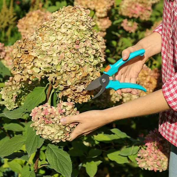 Une personne en chemise à carreaux rouges et blancs utilise un sécateur bleu pour tailler des fleurs d'hortensia fanées dans un jardin. Les fleurs sont principalement sèches avec des nuances de vert et de rose.
