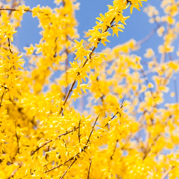 Branches d'un arbuste de forsythia en pleine floraison, avec des fleurs jaunes vibrantes. Les branches sont couvertes de petites fleurs jaunes en forme de clochettes, avec un ciel bleu en arrière-plan.