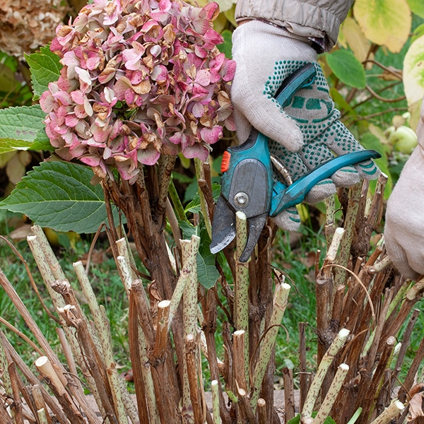 Une personne portant des gants de jardinage utilise un sécateur bleu pour tailler des tiges d'hortensia fanées dans un jardin. Les fleurs sont principalement sèches avec des nuances de rose et de vert.