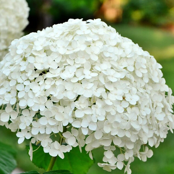 Une grande fleur d'hortensia blanche en pleine floraison, composée de nombreuses petites fleurs regroupées en une forme sphérique. Les feuilles vertes sont visibles en arrière-plan.