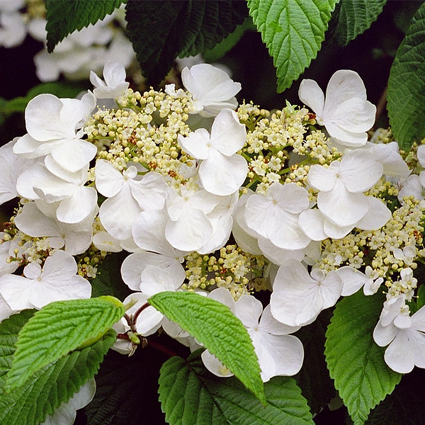 Viburnum plicatum