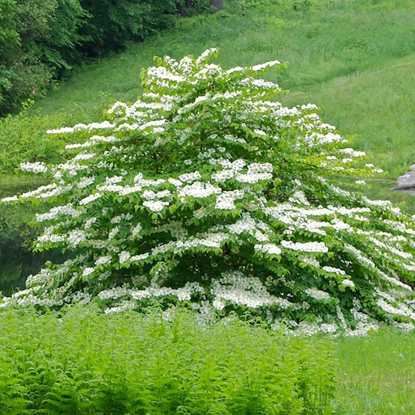 Viburnum plicatum