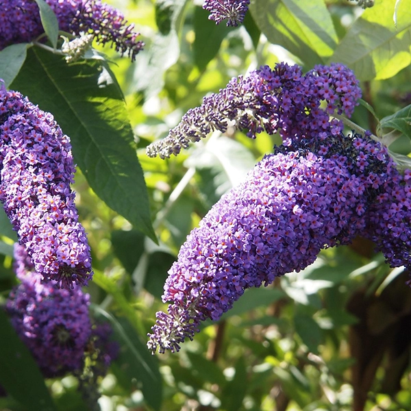Buddleia