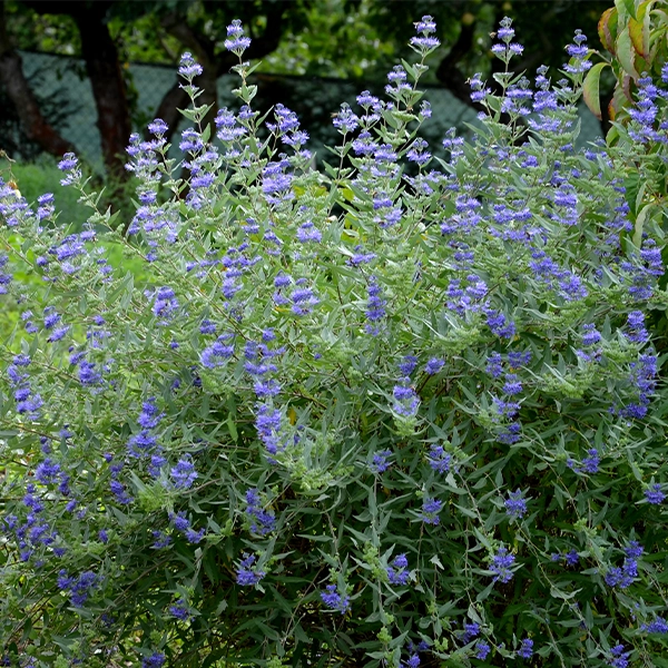 Caryopteris