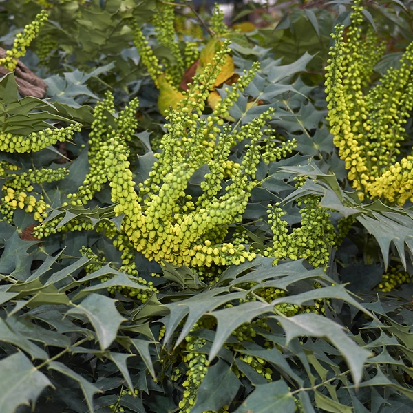 Mahonia
