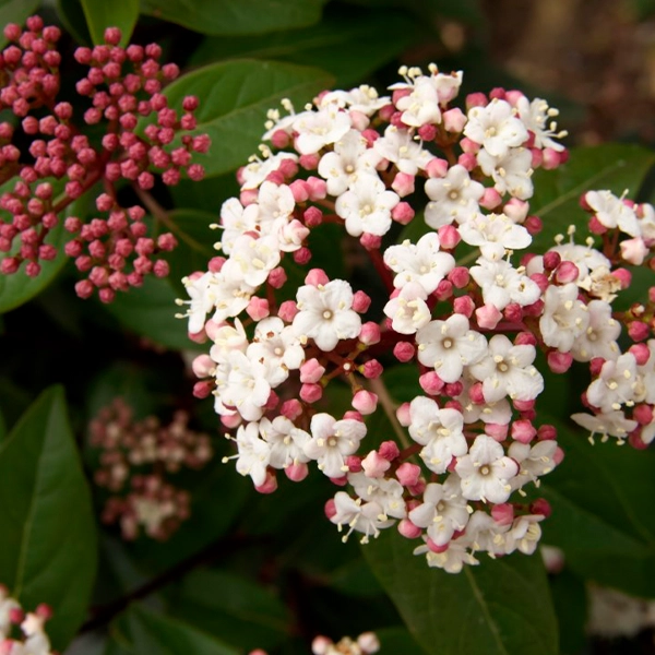 Viburnum