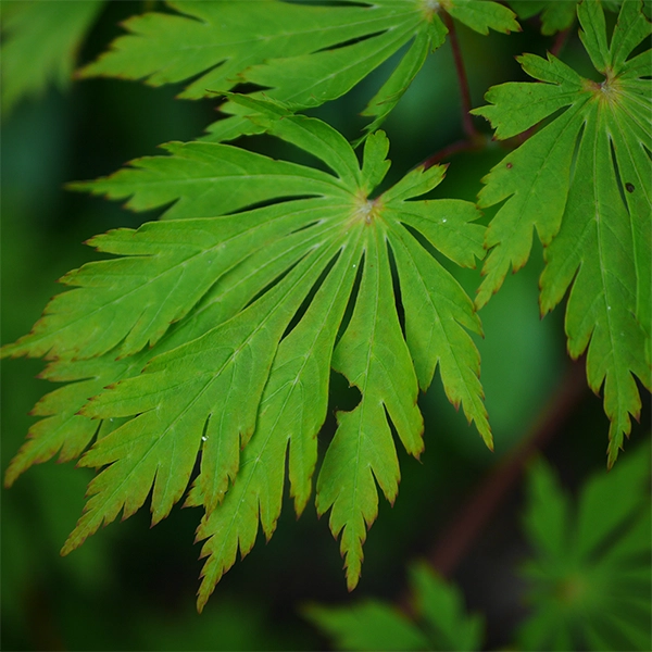 Feuilles vertes en forme de fougère avec des veines visibles et des bords légèrement dentelés. Les feuilles sont regroupées et montrent une texture vibrante et lumineuse.