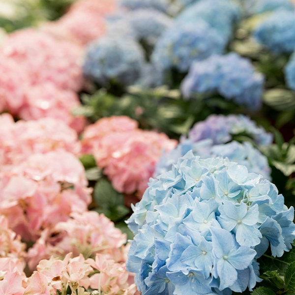 Un bouquet de fleurs d'hortensias avec des fleurs roses et bleues en pleine floraison. Les fleurs sont regroupées et présentent une variété de nuances pastel.
