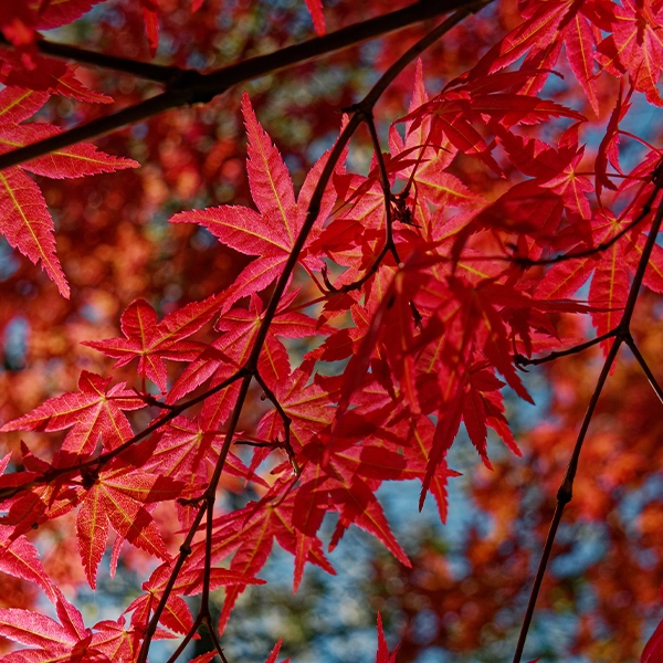 Feuilles d'érable rouge vif en automne, avec des branches entrelacées. Les feuilles sont d'un rouge éclatant avec des veines visibles, créant un contraste saisissant contre le ciel bleu en arrière-plan.