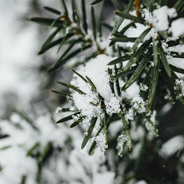 Branches d'un arbre couvertes de neige, avec des aiguilles vertes partiellement recouvertes de flocons de neige. L'image montre un contraste entre le vert des aiguilles et le blanc de la neige.