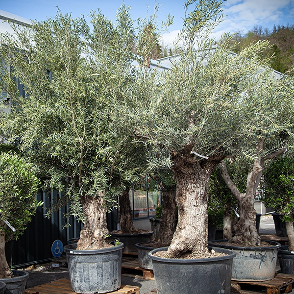 Plusieurs oliviers en pot disposés dans une zone extérieure ensoleillée. Les arbres ont des troncs noueux et des branches avec des feuilles vertes. En arrière-plan, un bâtiment moderne et un ciel bleu clair sont visibles.