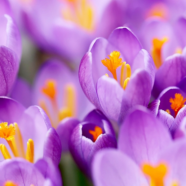 Faciles à vivre, robustes, généreux en fleurs : les Spirées ont tout pour plaire !