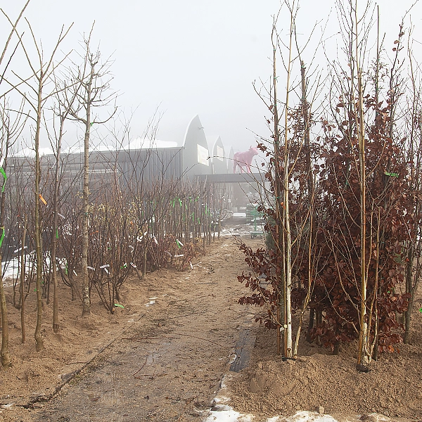 Voici tous nos conseils professionnels pour réussir votre plantation. 