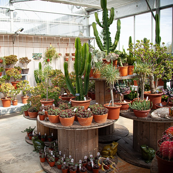 Une serre remplie de diverses plantes en pot, incluant des cactus et des plantes succulentes. Les plantes sont disposées sur des tables en bois et des étagères, avec une lumière naturelle filtrant à travers le toit de la serre.