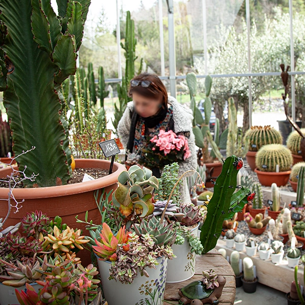 Une personne dans une serre remplie de diverses plantes en pot, incluant des cactus et des plantes succulentes. La personne est penchée, examinant ou arrangeant les plantes, avec une variété de pots et de plantes disposés autour d'elle.