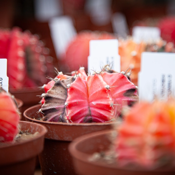 Plusieurs cactus en pot avec des fleurs roses et rouges. Les cactus sont disposés en rangées avec des étiquettes blanches, dans un environnement de serre ou de pépinière.