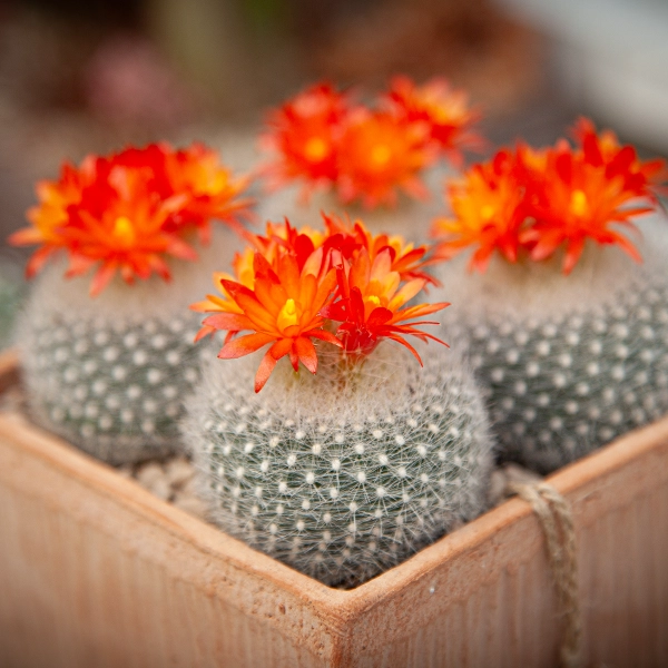 Plusieurs cactus en pot avec des fleurs orange vif. Les cactus sont disposés dans un pot en terre cuite, avec des fleurs en pleine floraison.