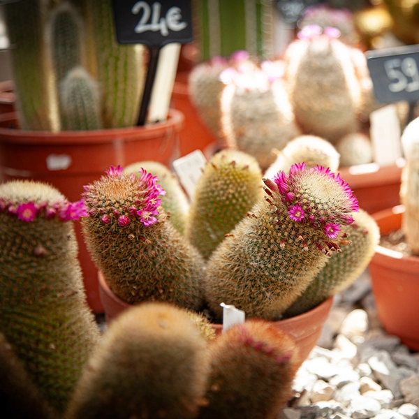 Plusieurs cactus en pot avec des fleurs roses et violettes. Les cactus sont disposés dans une serre ou un marché de plantes, avec des étiquettes de prix visibles en arrière-plan.