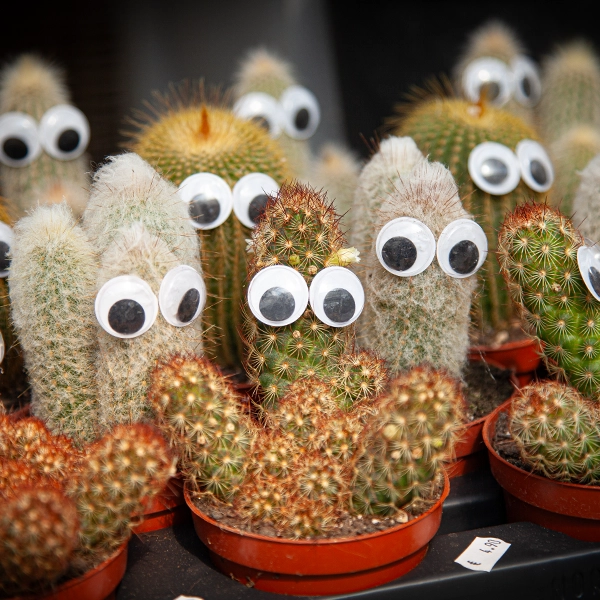Plusieurs cactus en pot avec des yeux mobiles attachés, donnant l'impression qu'ils regardent. Les cactus sont de différentes tailles et formes, disposés sur une table.