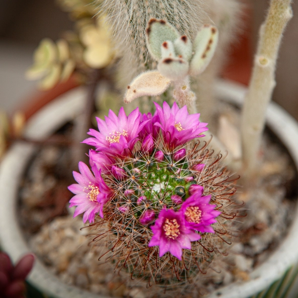 Un cactus en pot avec des fleurs roses en pleine floraison. Le cactus est entouré de petites pierres décoratives et d'autres plantes succulentes en arrière-plan.