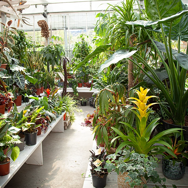 Une serre remplie de diverses plantes d'intérieur disposées sur des étagères et des tables. Les plantes incluent des fougères, des plantes succulentes, des plantes à fleurs et des plantes tropicales, créant un environnement de jardin luxuriant et diversifié.
