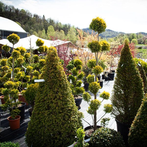 Une pépinière avec une variété d'arbustes et d'arbres en pot, dont certains sont taillés en formes coniques et sphériques. Les plantes sont disposées sur une surface plane, avec des montagnes boisées visibles en arrière-plan sous un ciel clair.