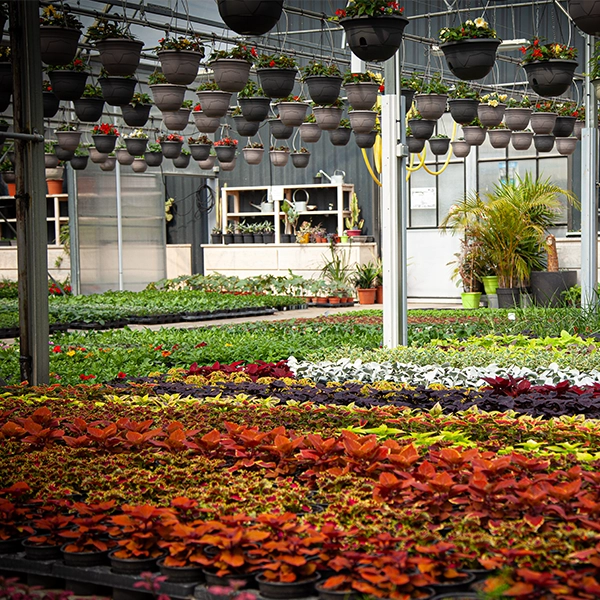 Une serre remplie de diverses plantes en pot, avec des fleurs suspendues au plafond. Les plantes sont disposées en rangées et incluent une variété de couleurs et de types, créant un environnement de jardin luxuriant.