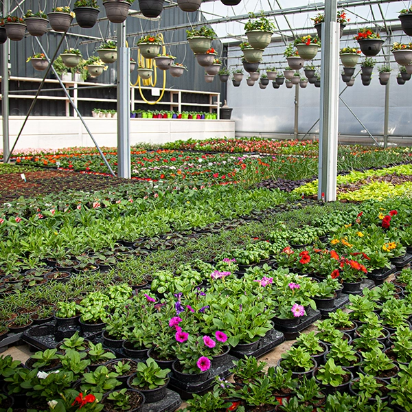 Une serre remplie de diverses plantes en pot, avec des fleurs suspendues au plafond. Les plantes sont disposées en rangées et incluent une variété de couleurs et de types, créant un environnement de jardin luxuriant
