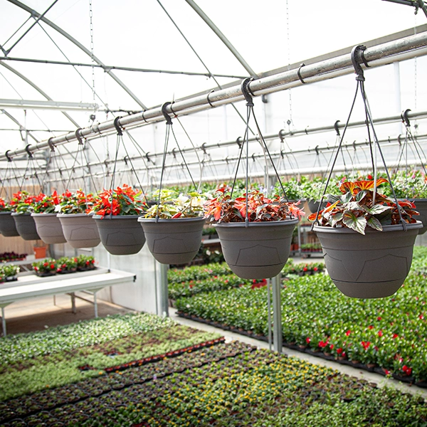Une serre avec des plantes en pot suspendues au plafond. Les plantes sont disposées en rangées et incluent une variété de couleurs et de types, créant un environnement de jardin luxuriant.
