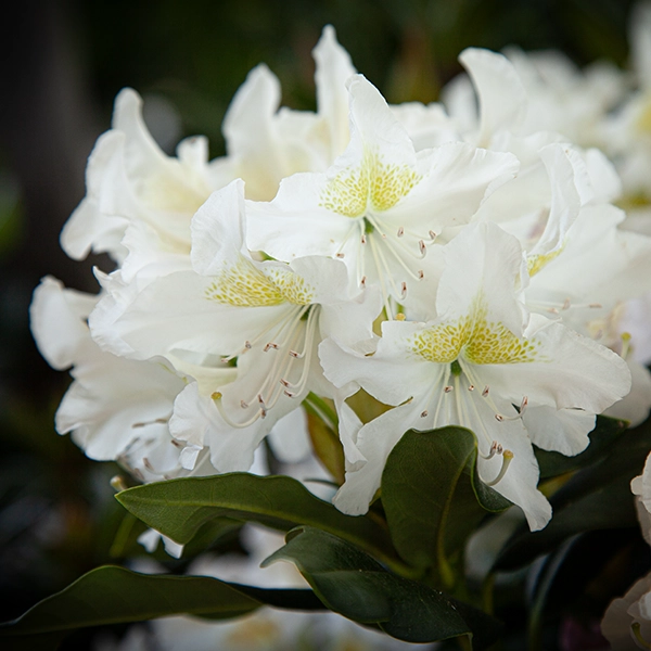 Un bouquet de fleurs blanches avec des pétales délicats et des étamines jaunes. Les fleurs sont en pleine floraison, avec des feuilles vertes en arrière-plan.
