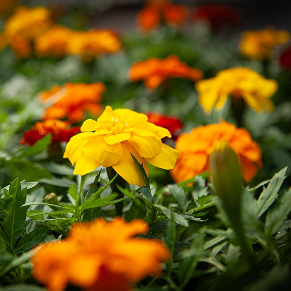Fleurs de soucis en pleine floraison, avec des pétales de couleur jaune et orange vif. Les fleurs sont entourées de feuilles vertes et sont situées dans un jardin ou un parterre de fleurs