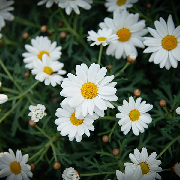 Fleurs de marguerites blanches en pleine floraison, avec des pétales blancs et des centres jaunes. Les fleurs sont entourées de feuilles vertes et sont situées dans un jardin ou un parterre de fleurs.