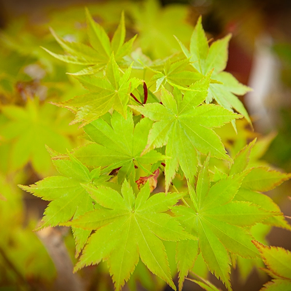 Feuilles vertes en forme d'érable avec des veines visibles et des bords légèrement dentelés. Les feuilles sont regroupées et montrent une texture vibrante et lumineuse.