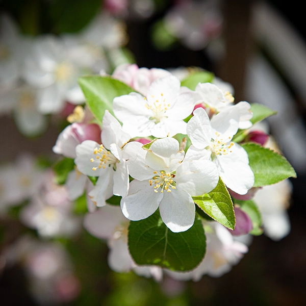 Fleurs blanches en pleine floraison avec des pétales délicats et des étamines jaunes. Les fleurs sont entourées de feuilles vertes et de bourgeons roses.
