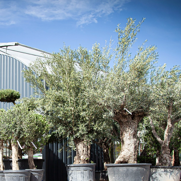Les plantes qui résistent à la sécheresse; le choix malin pour un jardin économe en eau